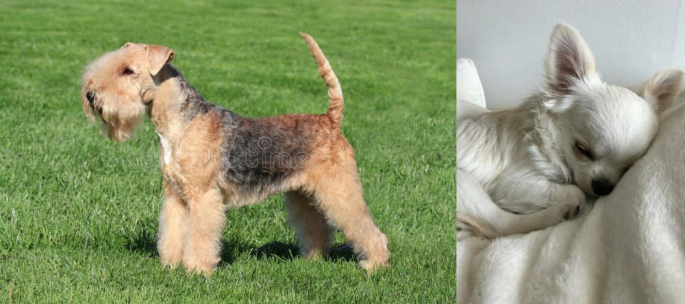Tea Cup Chihuahua vs Lakeland Terrier - Breed Comparison