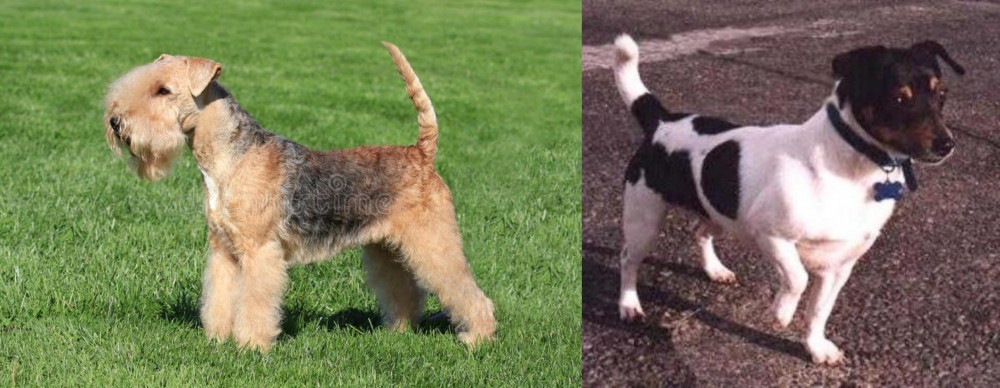 Teddy Roosevelt Terrier vs Lakeland Terrier - Breed Comparison