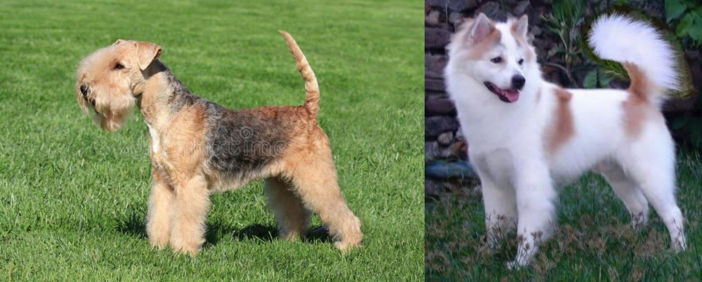 Thai Bangkaew vs Lakeland Terrier - Breed Comparison