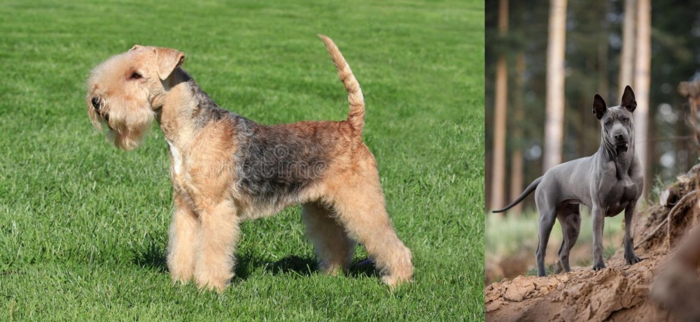 Thai Ridgeback vs Lakeland Terrier - Breed Comparison