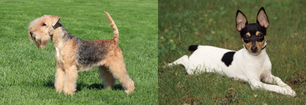 Toy Fox Terrier vs Lakeland Terrier - Breed Comparison
