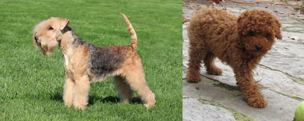 Toy Poodle vs Lakeland Terrier - Breed Comparison