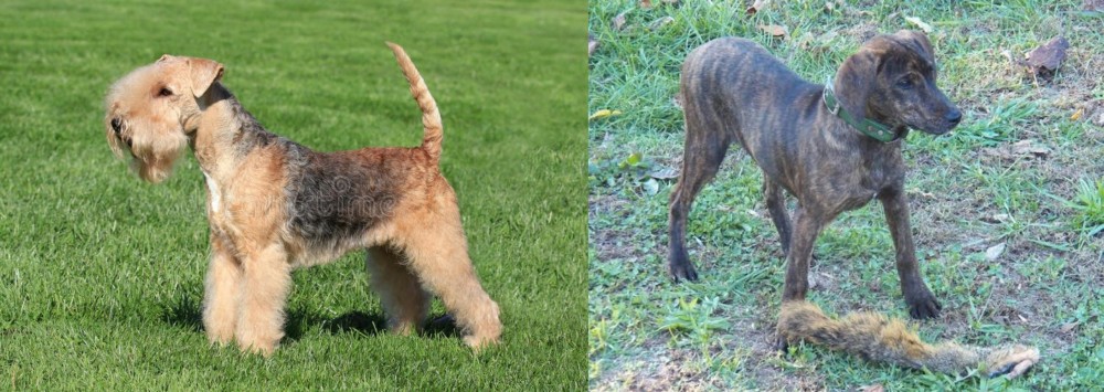 Treeing Cur vs Lakeland Terrier - Breed Comparison