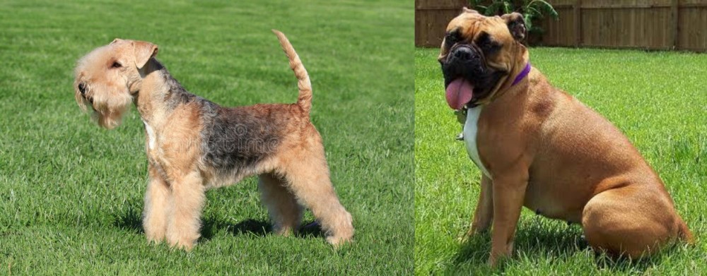 Valley Bulldog vs Lakeland Terrier - Breed Comparison
