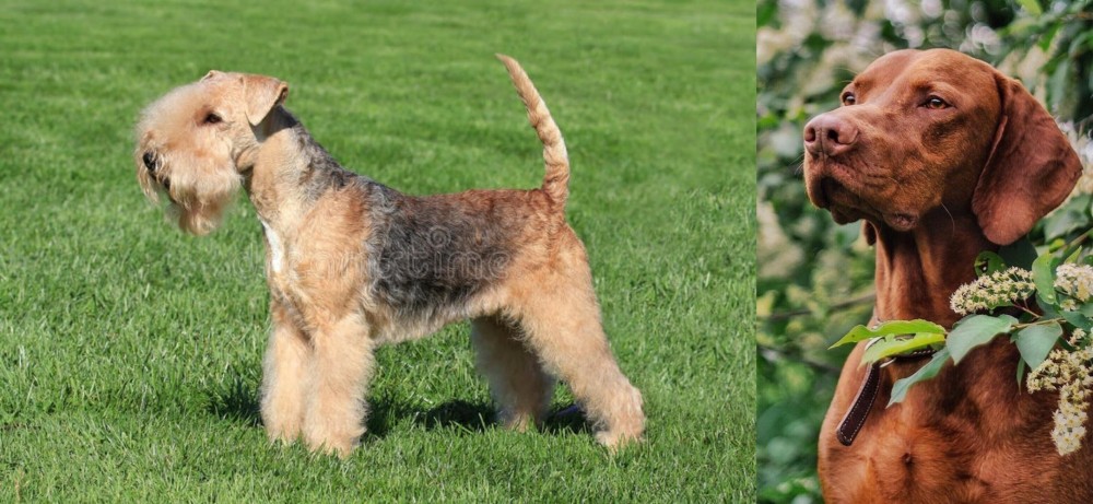 Vizsla vs Lakeland Terrier - Breed Comparison