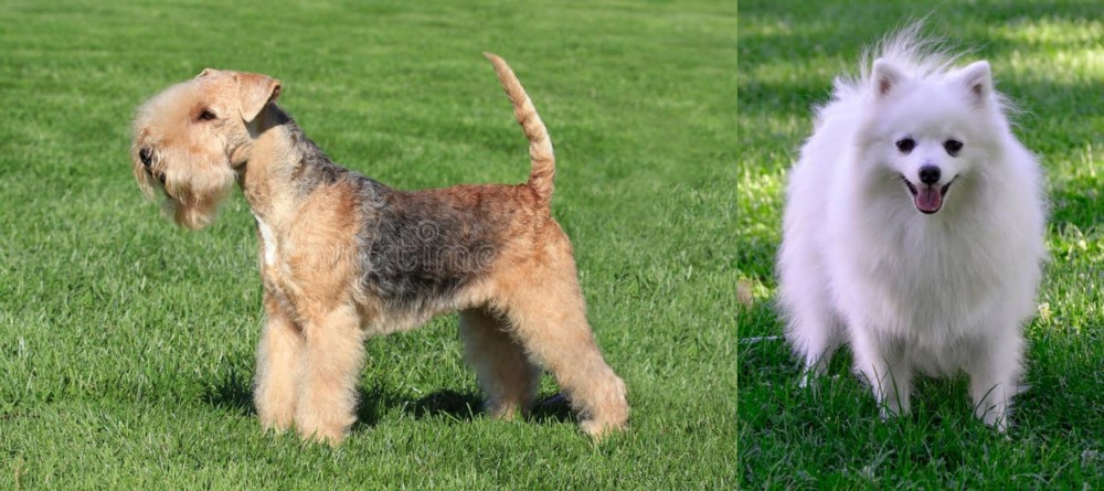 Volpino Italiano vs Lakeland Terrier - Breed Comparison