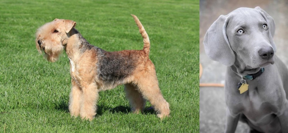 Weimaraner vs Lakeland Terrier - Breed Comparison