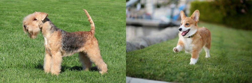 Welsh Corgi vs Lakeland Terrier - Breed Comparison