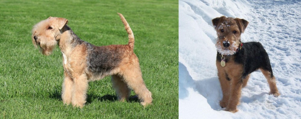 Welsh Terrier vs Lakeland Terrier - Breed Comparison