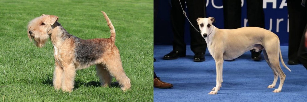 Whippet vs Lakeland Terrier - Breed Comparison
