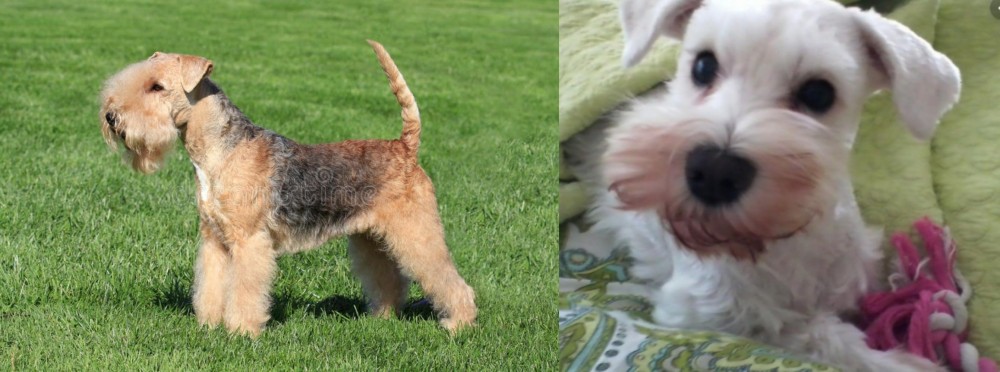 White Schnauzer vs Lakeland Terrier - Breed Comparison