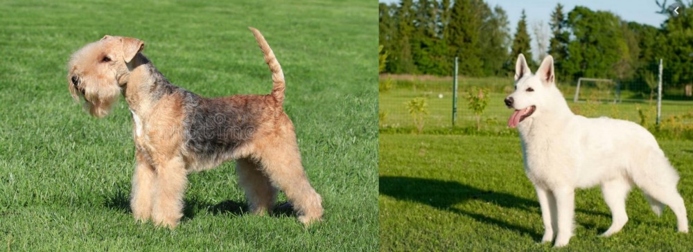 White Shepherd vs Lakeland Terrier - Breed Comparison