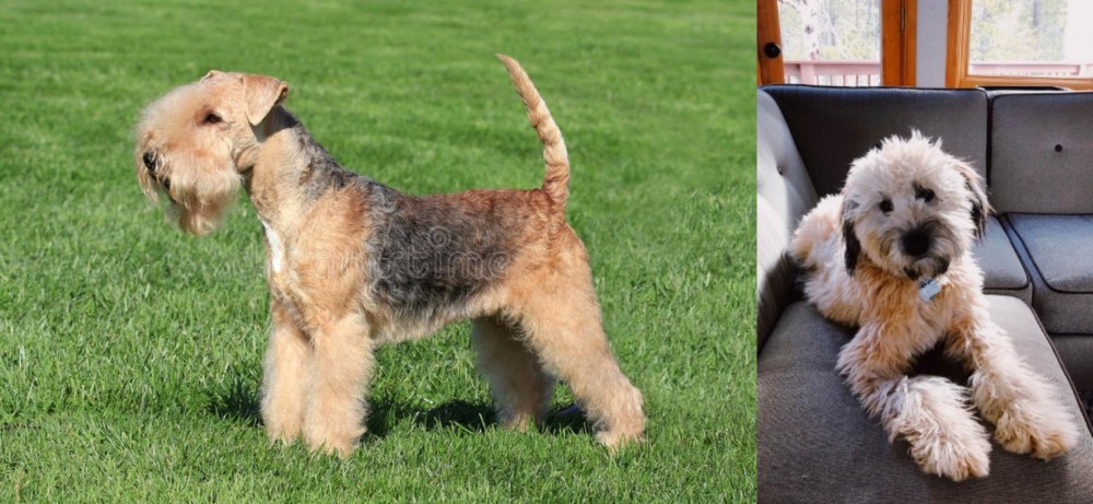 Whoodles vs Lakeland Terrier - Breed Comparison