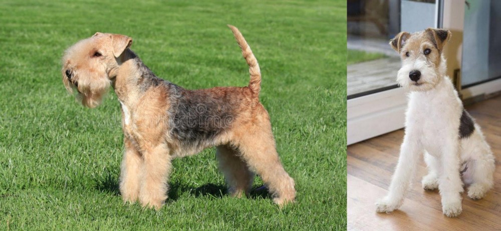 Wire Fox Terrier vs Lakeland Terrier - Breed Comparison