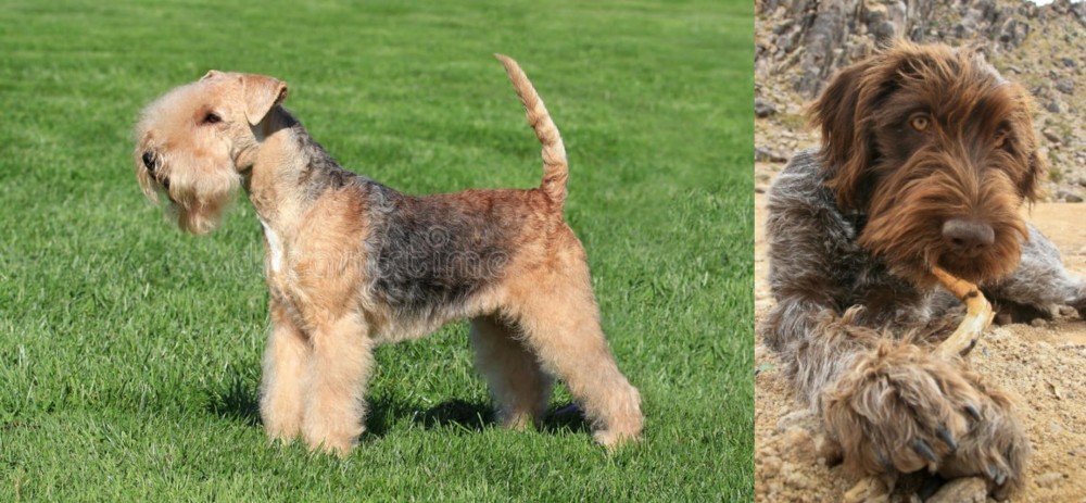 Wirehaired Pointing Griffon vs Lakeland Terrier - Breed Comparison