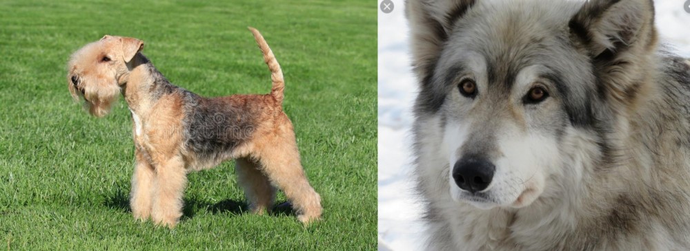 Wolfdog vs Lakeland Terrier - Breed Comparison
