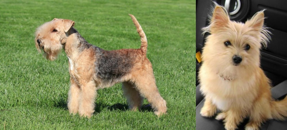 Yoranian vs Lakeland Terrier - Breed Comparison