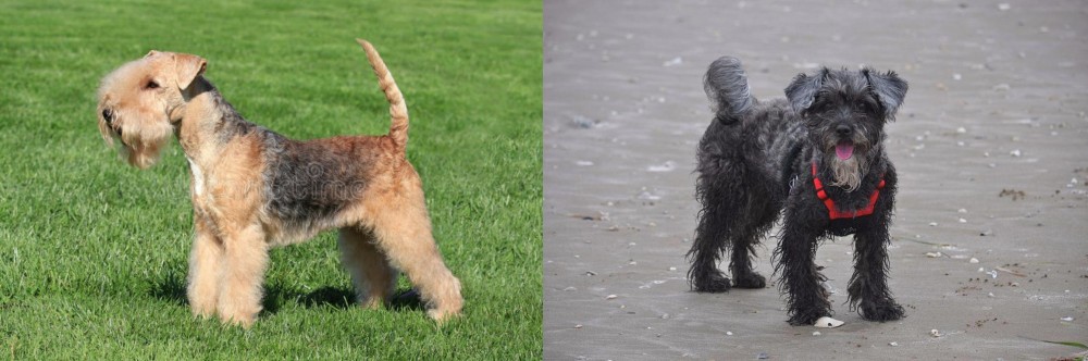 YorkiePoo vs Lakeland Terrier - Breed Comparison
