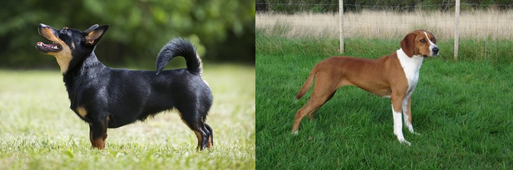 Hygenhund vs Lancashire Heeler - Breed Comparison