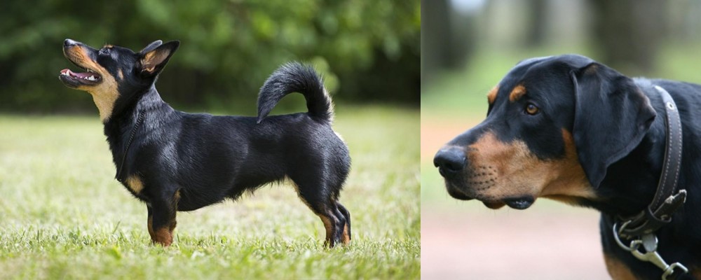 Lithuanian Hound vs Lancashire Heeler - Breed Comparison