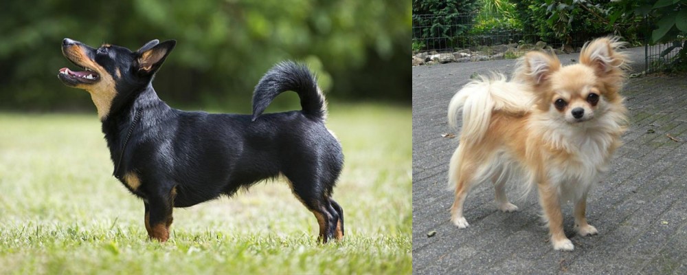 Long Haired Chihuahua vs Lancashire Heeler - Breed Comparison