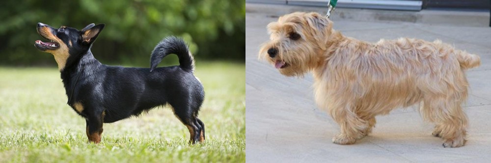 Lucas Terrier vs Lancashire Heeler - Breed Comparison