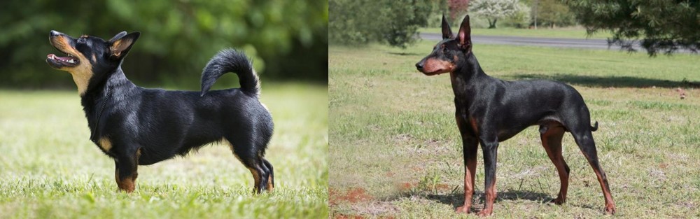 Manchester Terrier vs Lancashire Heeler - Breed Comparison