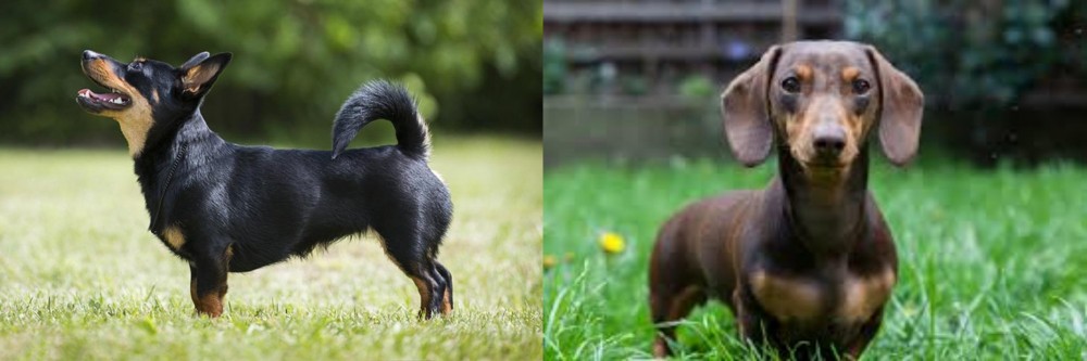 Miniature Dachshund vs Lancashire Heeler - Breed Comparison