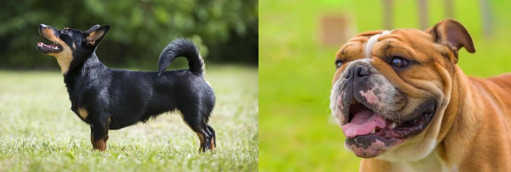 Miniature English Bulldog vs Lancashire Heeler - Breed Comparison