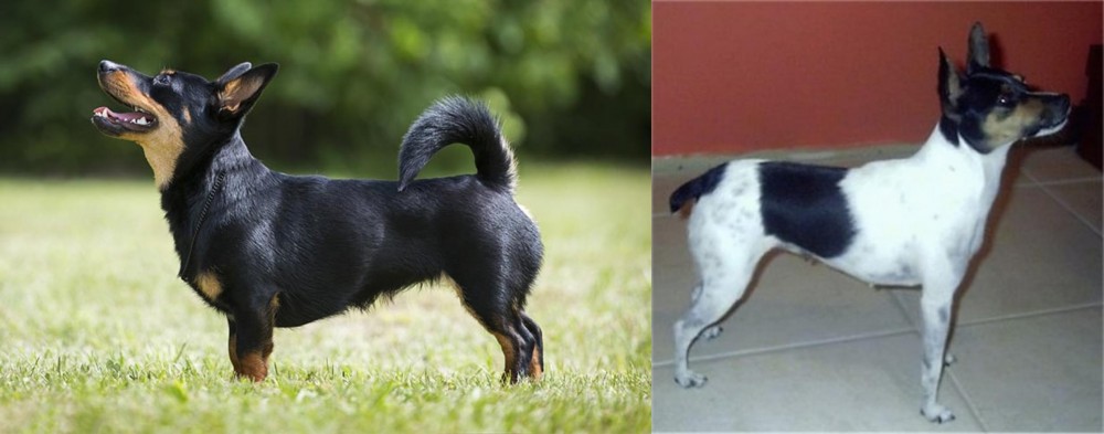 Miniature Fox Terrier vs Lancashire Heeler - Breed Comparison