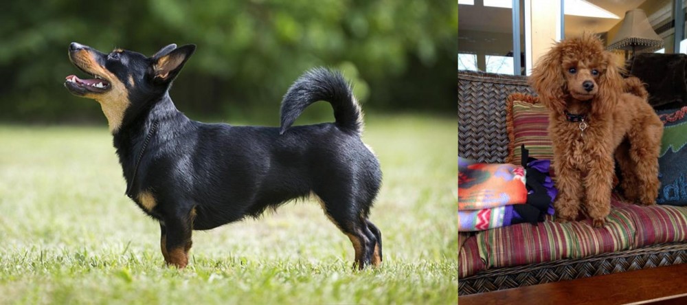 Miniature Poodle vs Lancashire Heeler - Breed Comparison