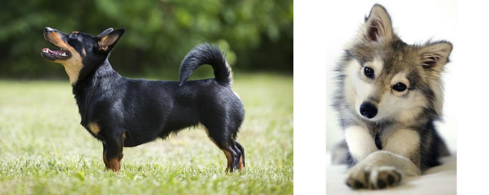 Miniature Siberian Husky vs Lancashire Heeler - Breed Comparison
