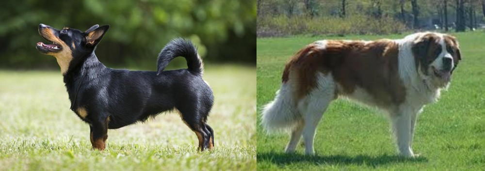 Moscow Watchdog vs Lancashire Heeler - Breed Comparison