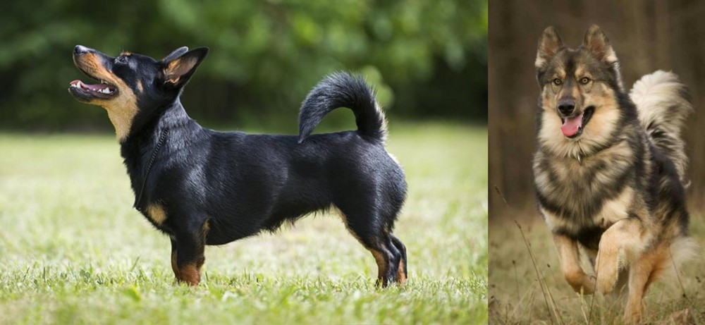 Native American Indian Dog vs Lancashire Heeler - Breed Comparison