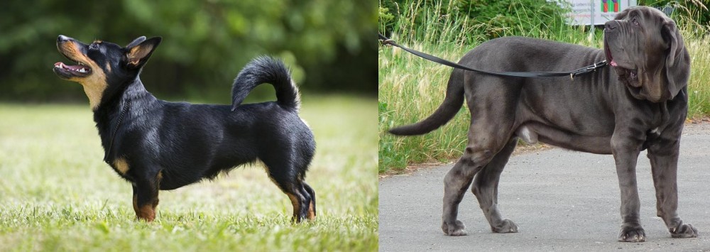 Neapolitan Mastiff vs Lancashire Heeler - Breed Comparison