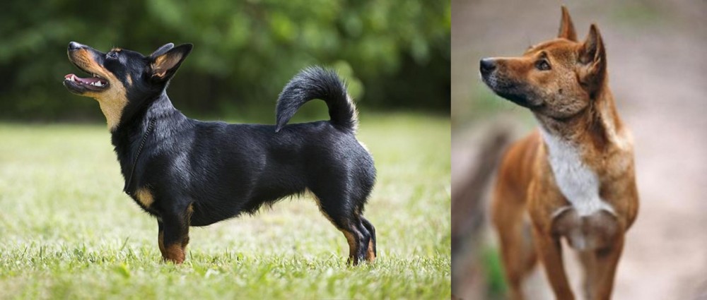 New Guinea Singing Dog vs Lancashire Heeler - Breed Comparison