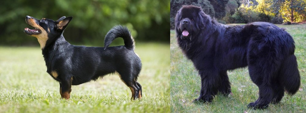 Newfoundland Dog vs Lancashire Heeler - Breed Comparison