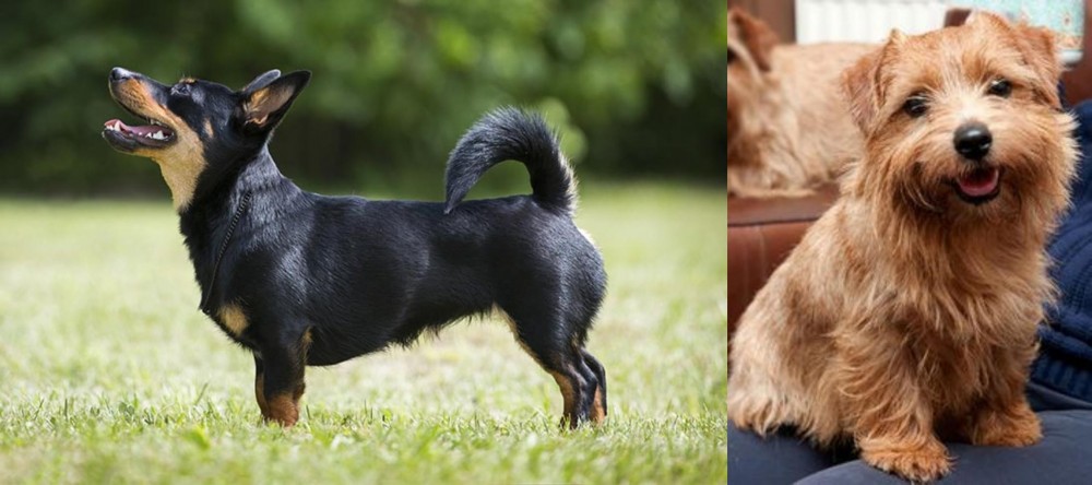 Norfolk Terrier vs Lancashire Heeler - Breed Comparison
