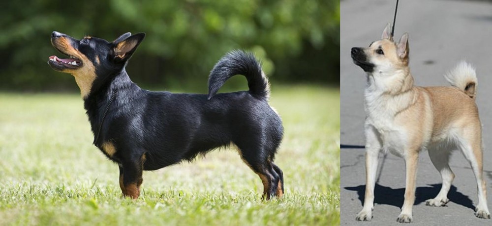 Norwegian Buhund vs Lancashire Heeler - Breed Comparison