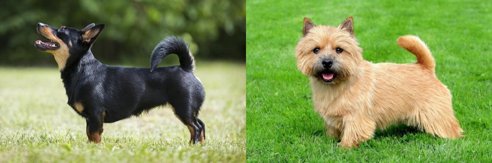 Norwich Terrier vs Lancashire Heeler - Breed Comparison