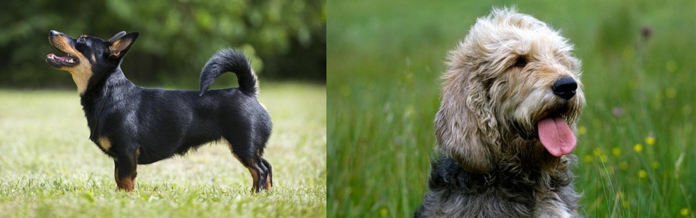 Otterhound vs Lancashire Heeler - Breed Comparison