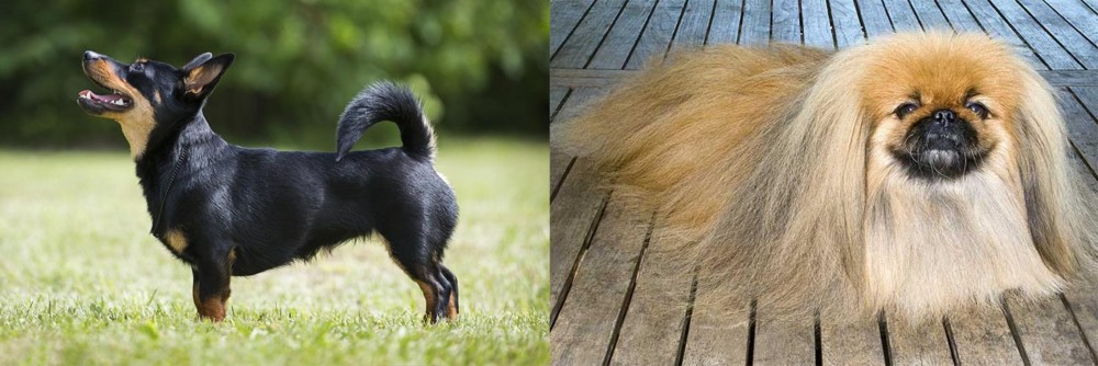 Pekingese vs Lancashire Heeler - Breed Comparison