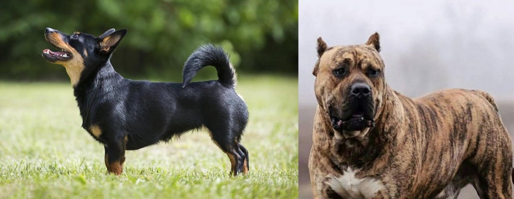 Perro de Presa Canario vs Lancashire Heeler - Breed Comparison