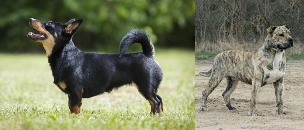 Perro de Presa Mallorquin vs Lancashire Heeler - Breed Comparison