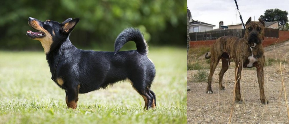 Perro de Toro vs Lancashire Heeler - Breed Comparison