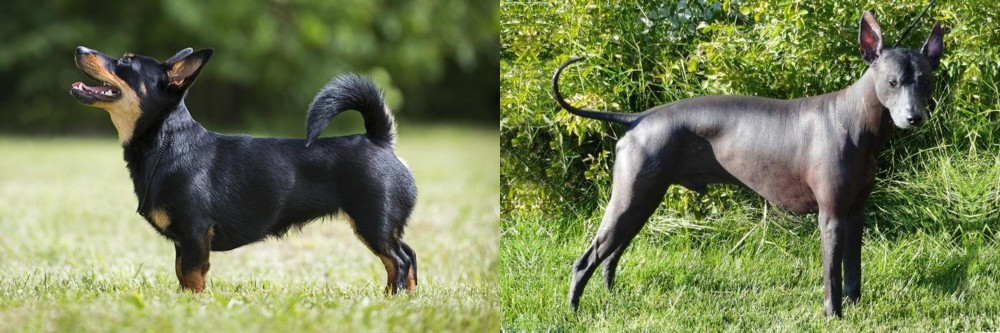 Peruvian Hairless vs Lancashire Heeler - Breed Comparison