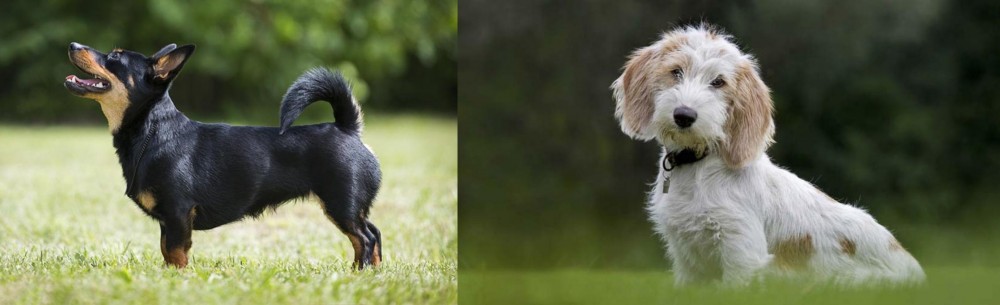 Petit Basset Griffon Vendeen vs Lancashire Heeler - Breed Comparison