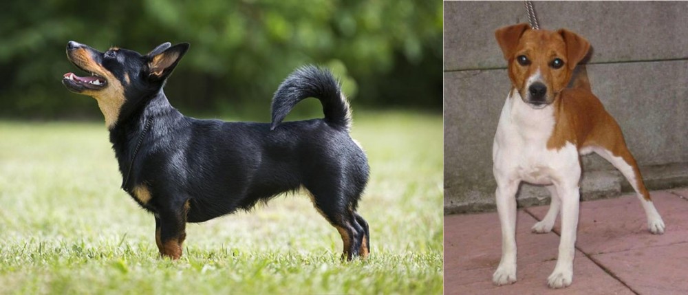 Plummer Terrier vs Lancashire Heeler - Breed Comparison