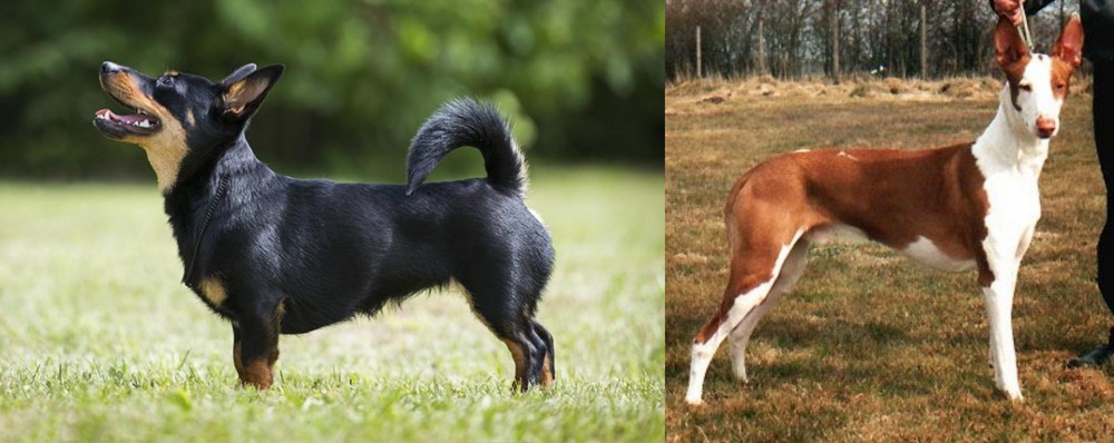 Podenco Canario vs Lancashire Heeler - Breed Comparison