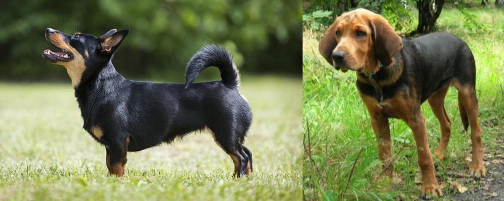 Polish Hound vs Lancashire Heeler - Breed Comparison